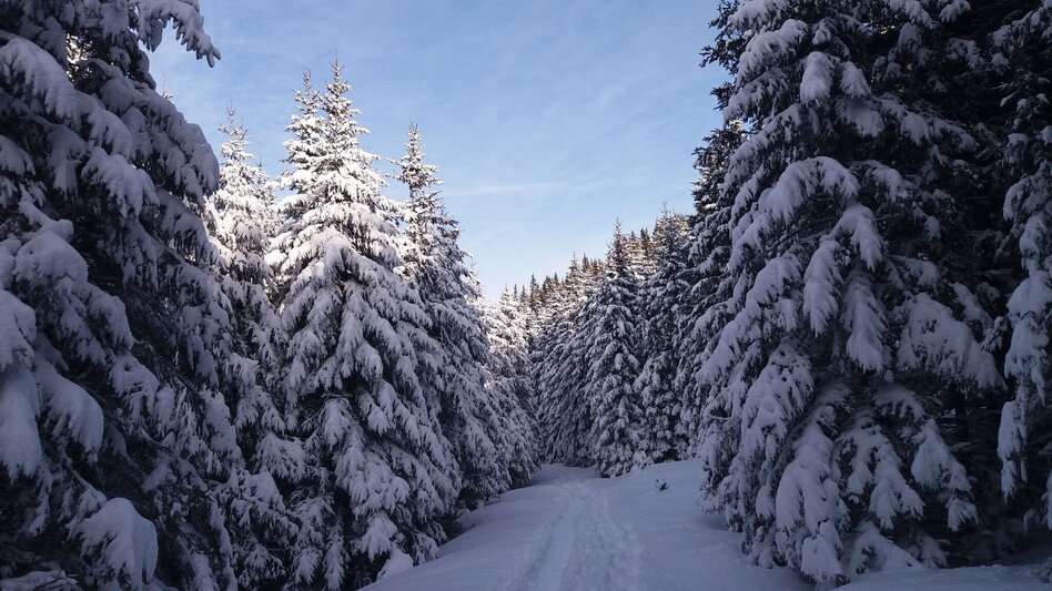 Schneeschuhwandern Schnee(lle) Stubalm-Runde - Touren-Impression #2.2 | © Region Graz