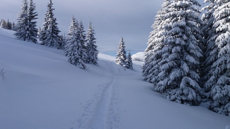 Schneeschuhwandern Schnee(lle) Stubalm-Runde - Touren-Impression #2.3 | © Region Graz
