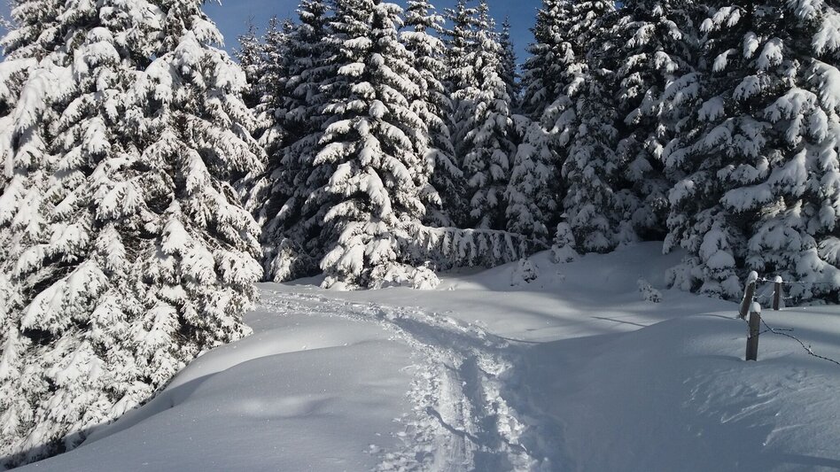 Schneeschuhwandern Schnee(lle) Stubalm-Runde - Touren-Impression #2.6 | © Region Graz