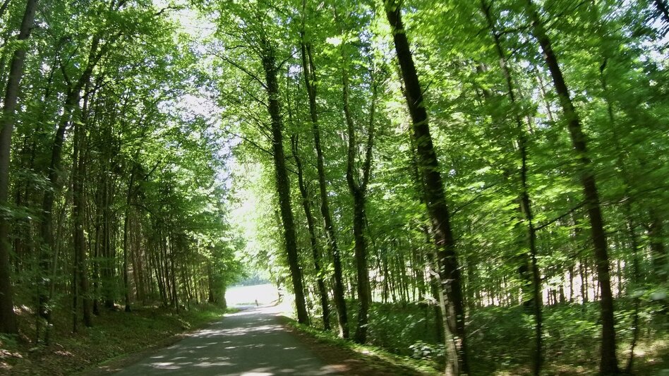 Radfahren Kastanientour FB12 - Touren-Impression #2.5 | © Thermen- & Vulkanland