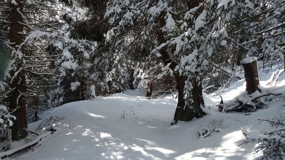 Schneeschuhwandern Ochsenrunde - Touren-Impression #2.4 | © Region Graz