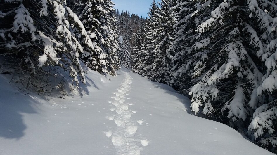 Schneeschuhwandern Ochsenrunde - Touren-Impression #2.6 | © Region Graz
