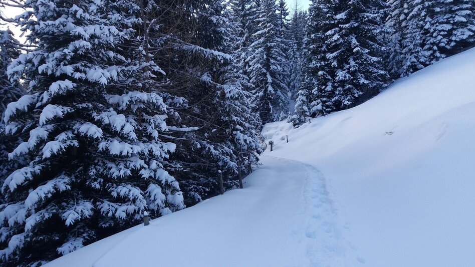 Schneeschuhwandern Ochsenrunde - Touren-Impression #2.7 | © Region Graz