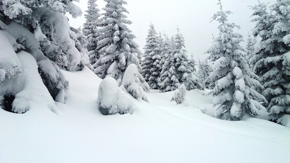 Schneeschuhwandern Soldatenrunde - Touren-Impression #2.8 | © Region Graz