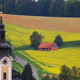 Rapsfeld mit dem Gnaser Kirchturm | © Thermen- & Vulkanland