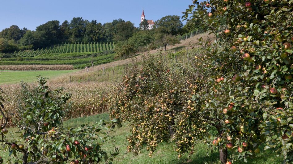 Cycling FB11 3-Churches Tour (FB11 3-Kircherl-Tour) - Touren-Impression #2.4 | © Thermen- & Vulkanland