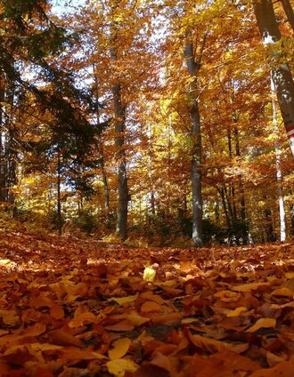 Wald im Herbst | Josef Lederer | © Bad Waltersdorf