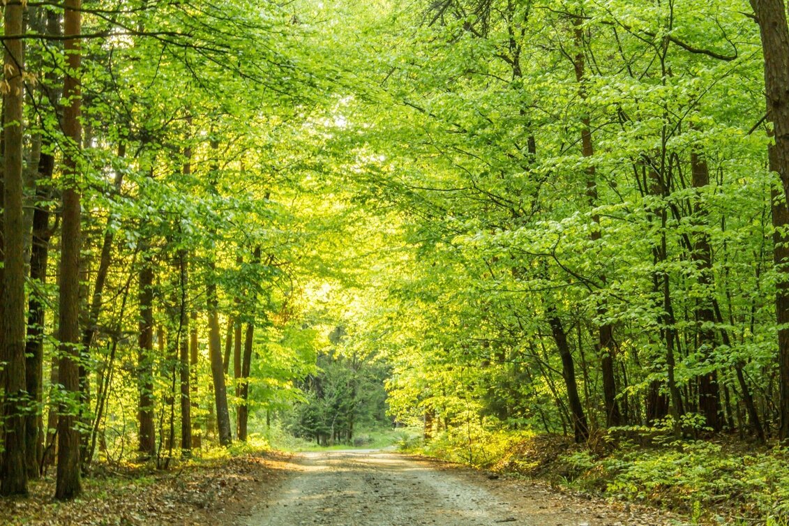 Wanderung M1 Lindenwald-Weg - Bad Waltersdorf - Touren-Impression #1 | © Bad Waltersdorf
