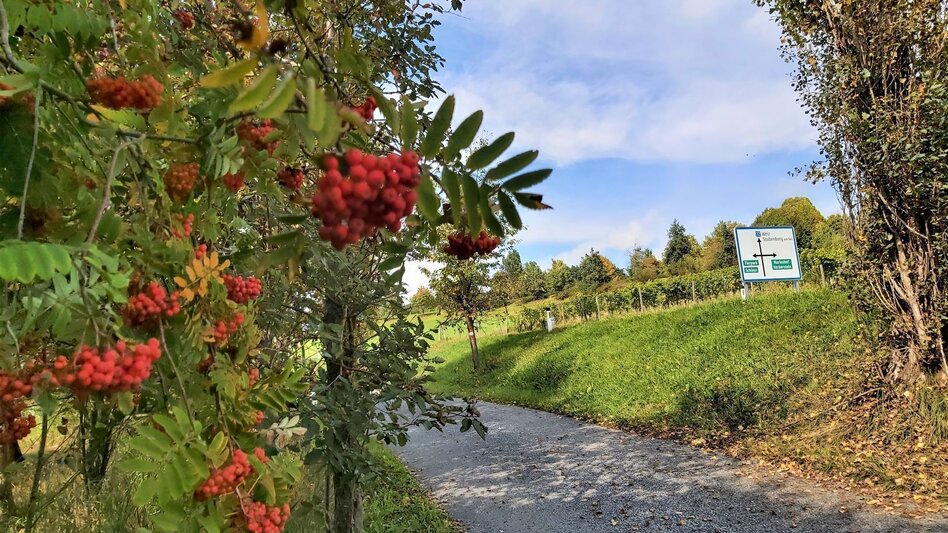 Cycling Ökoregion Kaindorf Water & Wine Tour, Ökoregion Kaindorf - Touren-Impression #2.6 | © Oststeiermark Tourismus