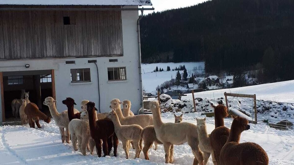 Winterwandern Fegenberg Rundmeile - Touren-Impression #2.2 | © Hochschwab Alpakas