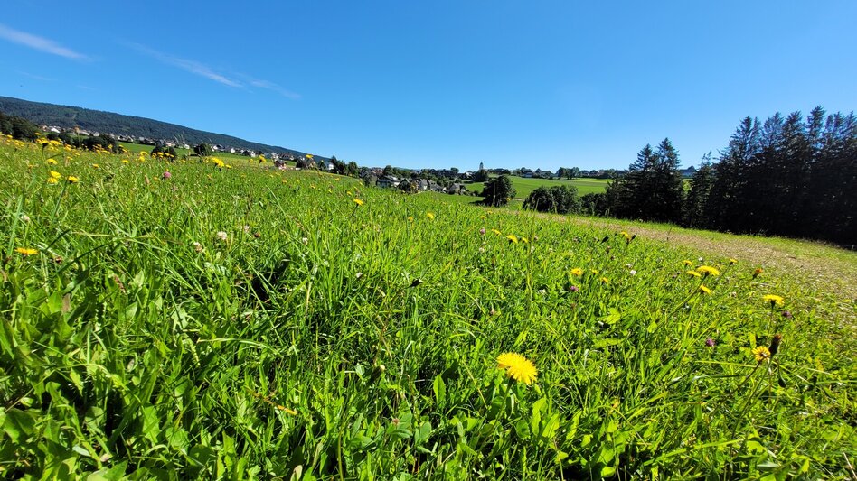 Wanderung Moos, Farne und Kräuter, Fischbach - Touren-Impression #2.3 | © Oststeiermark Tourismus