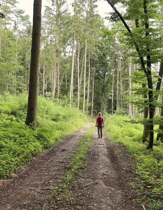 Waldweg bei der Rundwanderung_Fischbach_Oststeiermark  | WEGES | © Oststeiermark Tourismus