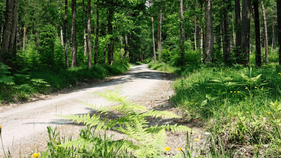 Mountainbike Stoderzinken Runde | 313 - Touren-Impression #2.5