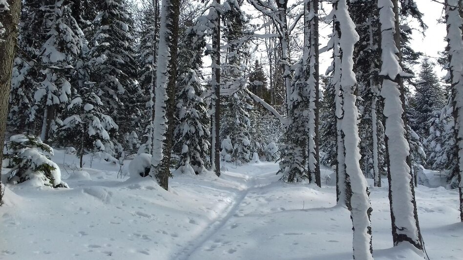 Winterwandern Fischbacher Winterwanderweg am Höhenweg, Fischbach - Touren-Impression #2.1 | © Oststeiermark Tourismus