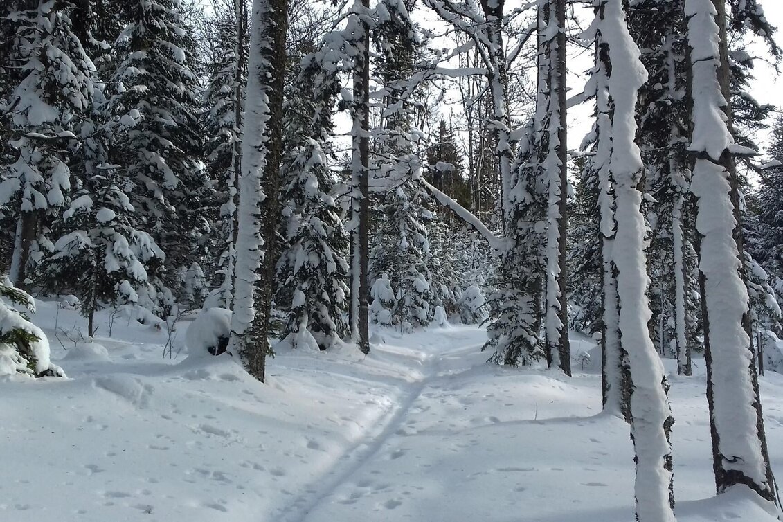 Winterwandern Fischbacher Winterwanderweg am Höhenweg, Fischbach - Touren-Impression #1 | © Oststeiermark Tourismus