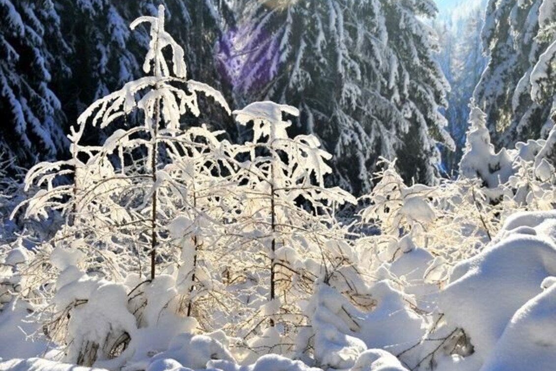 Snowshoe Walking Winter fairytale meadow and Reithkogel, Fischbach - Touren-Impression #1 | © Steiermark Tourismus