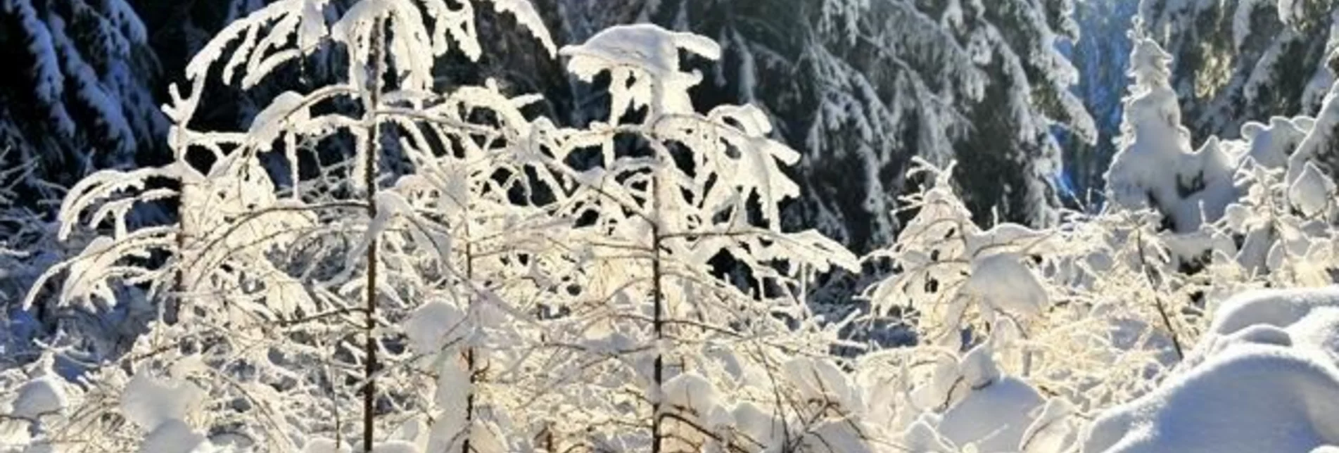 Snowshoe walking Through the winter forests of Fischbach - Touren-Impression #1 | © Unbekannt