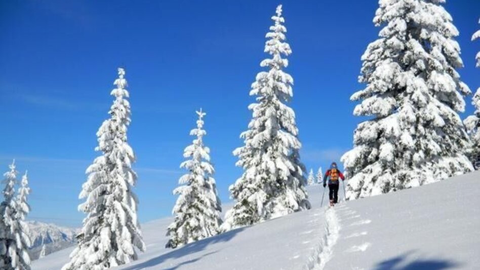 Snowshoe Walking Through the winter forests of Fischbach, Fischbach - Touren-Impression #2.3 | © Oststeiermark Tourismus