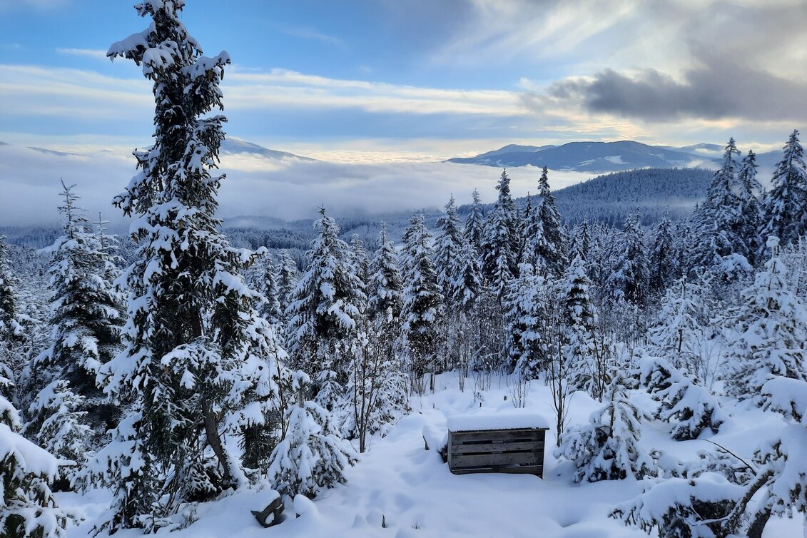 Winter Hiking Through the winter forests of Fischbach, Fischbach - Touren-Impression #1 | © Tourismus Fischbach