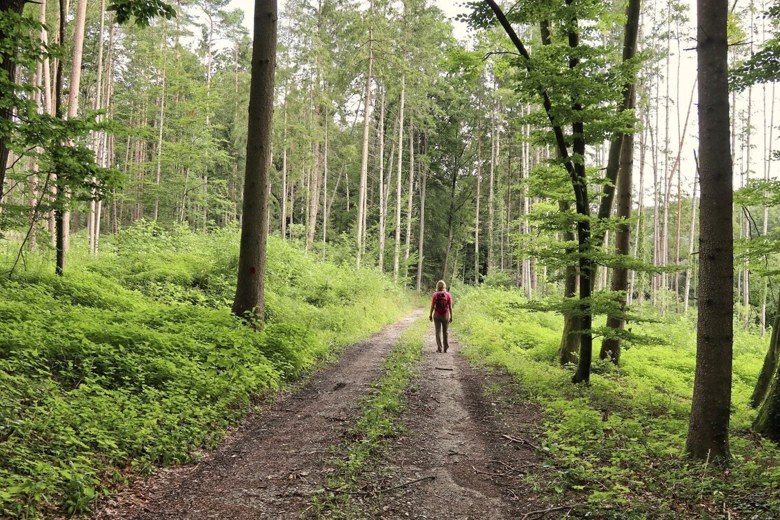 Wanderung Bildstockpromenade und Drachensitz, Fischbach - Touren-Impression #1 | © Oststeiermark Tourismus