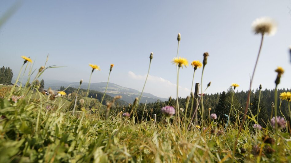 Wanderung Dem Fischbach entlang, Fischbach - Touren-Impression #2.2 | © Oststeiermark Tourismus