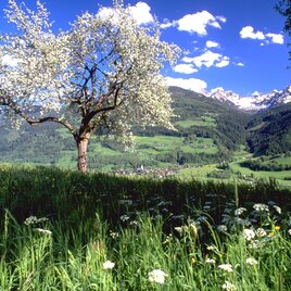 Panoramaweg 100 Sonnseite | © Erlebnisregion Schladming-Dachstein