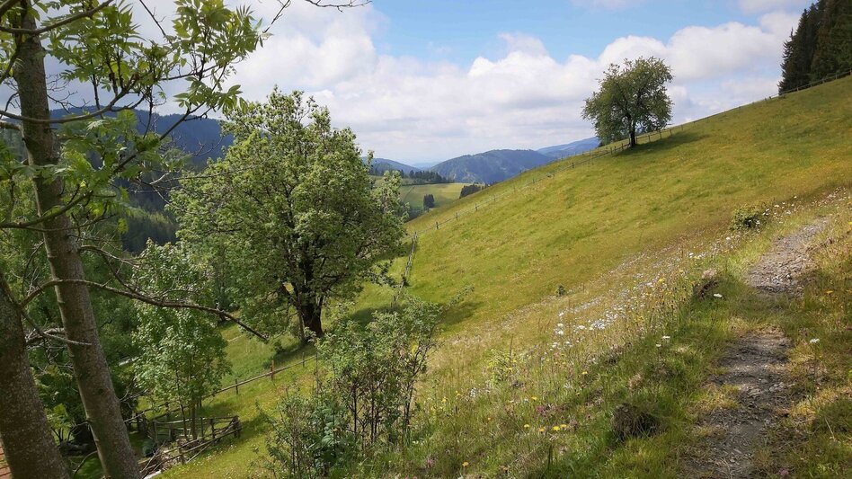 Wanderung Zetz-Runde, St. Kathrein am Offenegg - Touren-Impression #2.8 | © Oststeiermark Tourismus