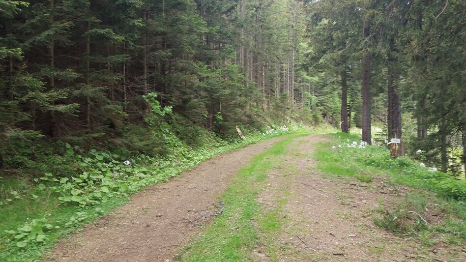 Wanderung Katzbach-Runde - Touren-Impression #2.10 | © Region Graz