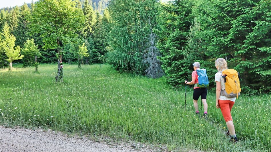 Wanderung Von Kammern im Liesingtal auf das Gößeck am Reiting - Touren-Impression #2.5 | © Weges OG