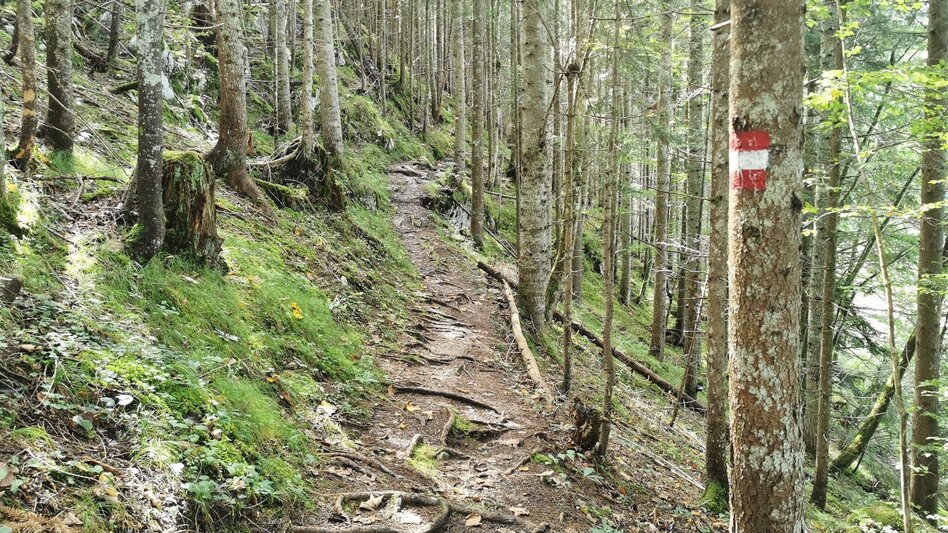 Wanderung Der Waldsteig beim Salza-Stausee - Touren-Impression #2.3 | © Ausseerland