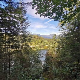 der waldsteig beim salza-stausee_img_80818206 | © Ausseerland