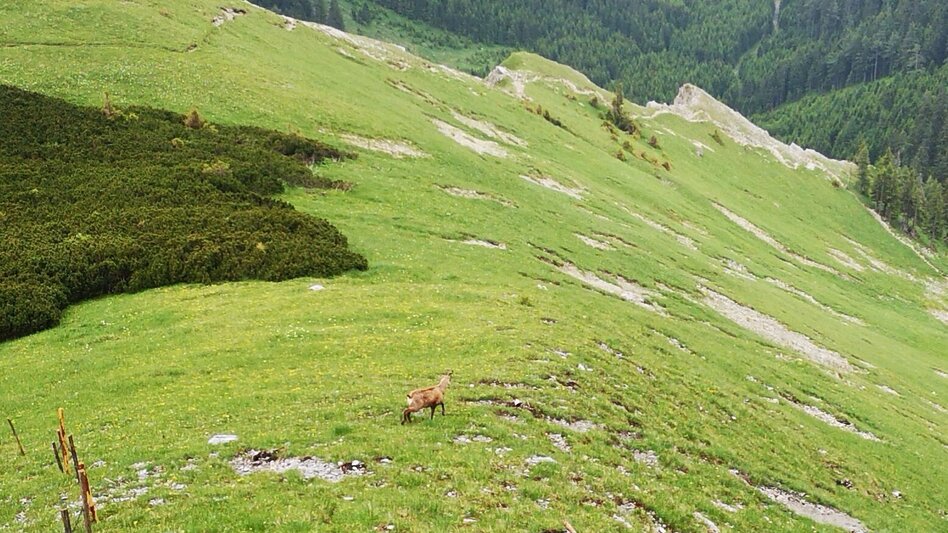 Bergtour Überschreitung der Hohen Veitsch im Naturpark Mürzer Oberland - Touren-Impression #2.6 | © TV Hochsteiermark