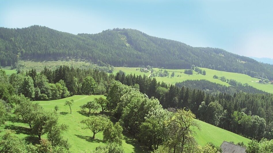 Mountain Biking Tollinggraben - Niederung - Touren-Impression #2.3 | © Anton Hirschmann