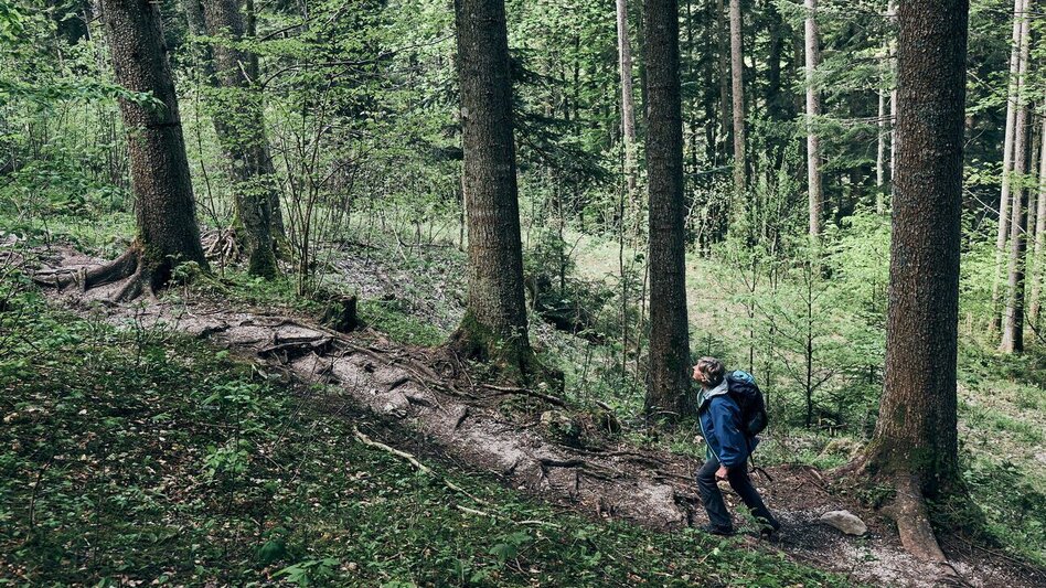 Hiking Route Wörschachclammy-Oberkogler-Schönmoos - Touren-Impression #2.2 | © Erlebnisregion Schladming-Dachstein