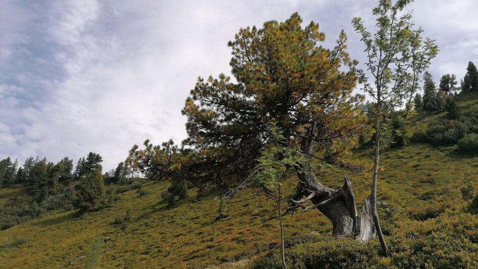 Hiking Route 5 Summit Tour Riesneralm - Touren-Impression #2.3 | © Erlebnisregion Schladming-Dachstein