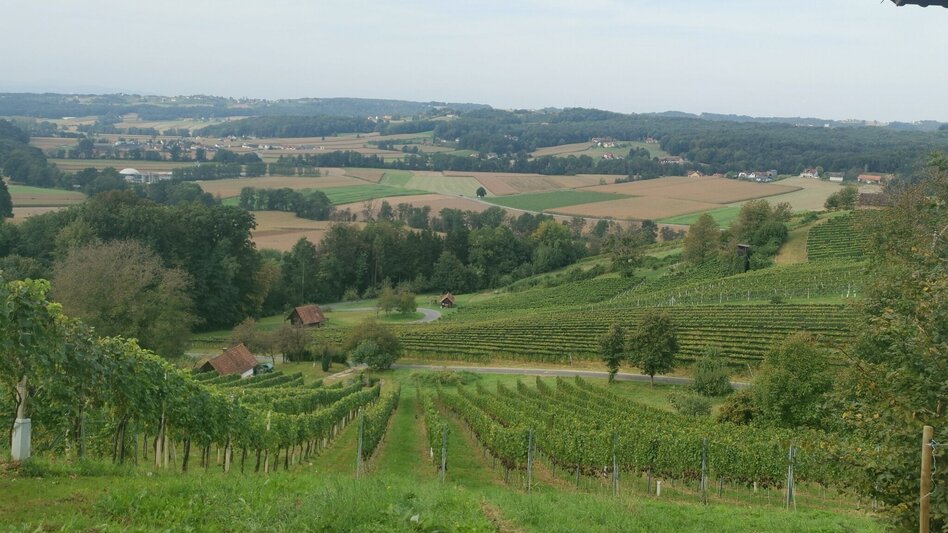 Wanderung Prof.-Fred-Strohmeier-Weg - Touren-Impression #2.6 | © Thermen- & Vulkanland