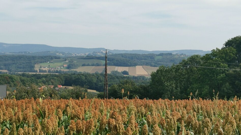 Wanderung Prof.-Fred-Strohmeier-Weg - Touren-Impression #2.11 | © Thermen- & Vulkanland