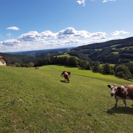 Weiz Lantscha Ausblick1_TVB Oststmk_Foto Pollhammer.jpg | © Oststeiermark Tourismus