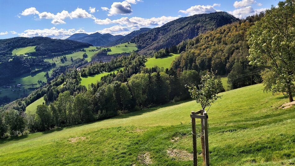 Radfahren Weizer Almenland-Radtour, Variante 2: Weiz - Landscha - St. Kathrein - Touren-Impression #2.3 | © Oststeiermark Tourismus