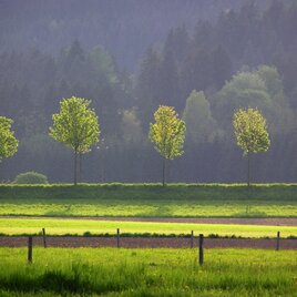 Auf dem Weg | © Marktgemeinde Langenwang