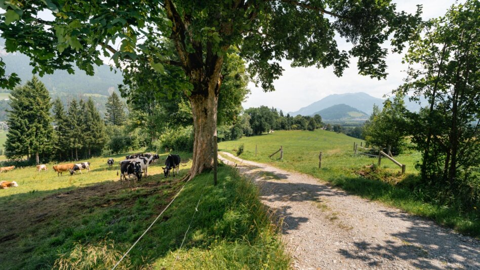 Wanderung Tressenstein ab Schloss Trautenfels - Touren-Impression #2.5 | © Christoph Lukas