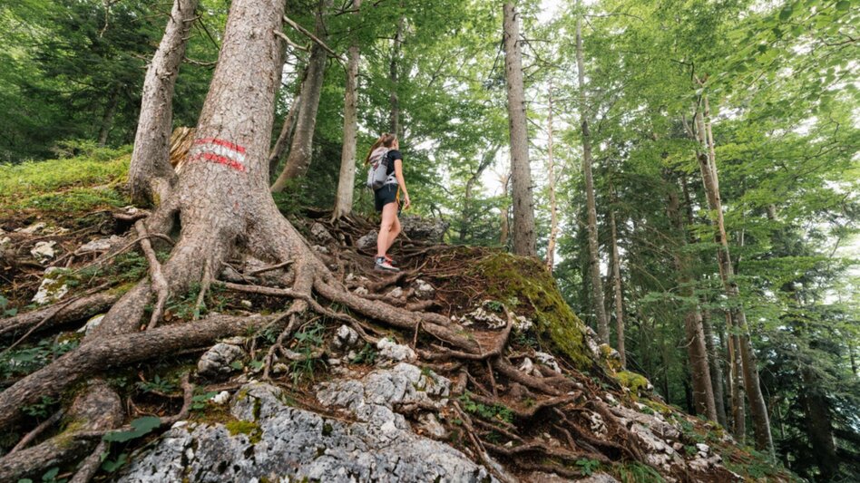 Wanderung Tressenstein ab Schloss Trautenfels - Touren-Impression #2.10 | © Christoph Lukas