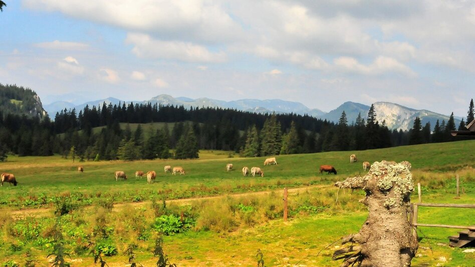 Wanderung Kaiserliche Wanderung auf die Hinteralm im Naturpark Mürzer Oberland - Touren-Impression #2.5 | © TV Hochsteiermark