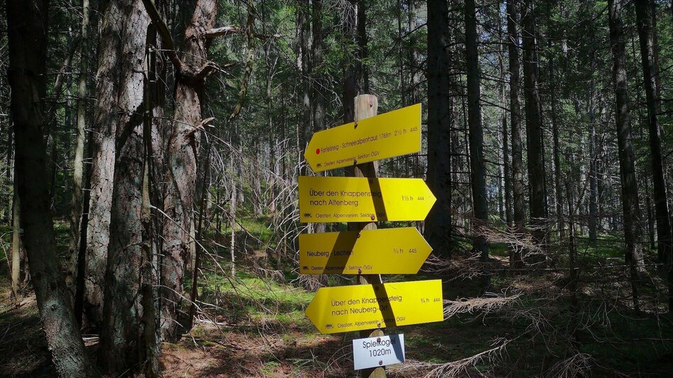 Hiking Route Via the "Farfel" to Schneealm and Rauhenstein in the Mürzer Oberland Nature Park - Touren-Impression #2.7 | © TV Hochsteiermark