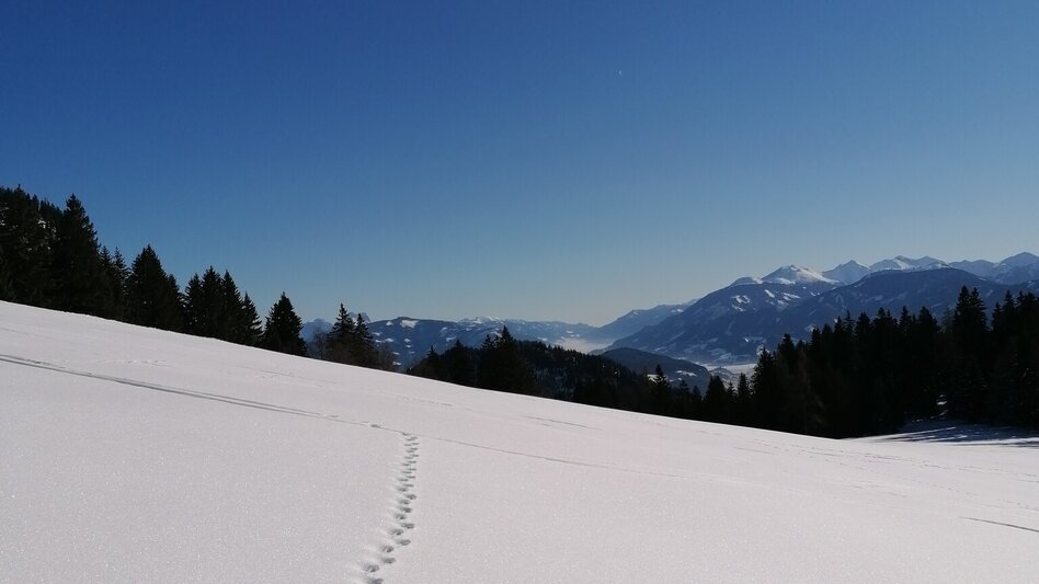 Snowshoe Walking Snowshoe hiking tour Bärenfeichtenalm - Touren-Impression #2.5 | © Barbara Luidold