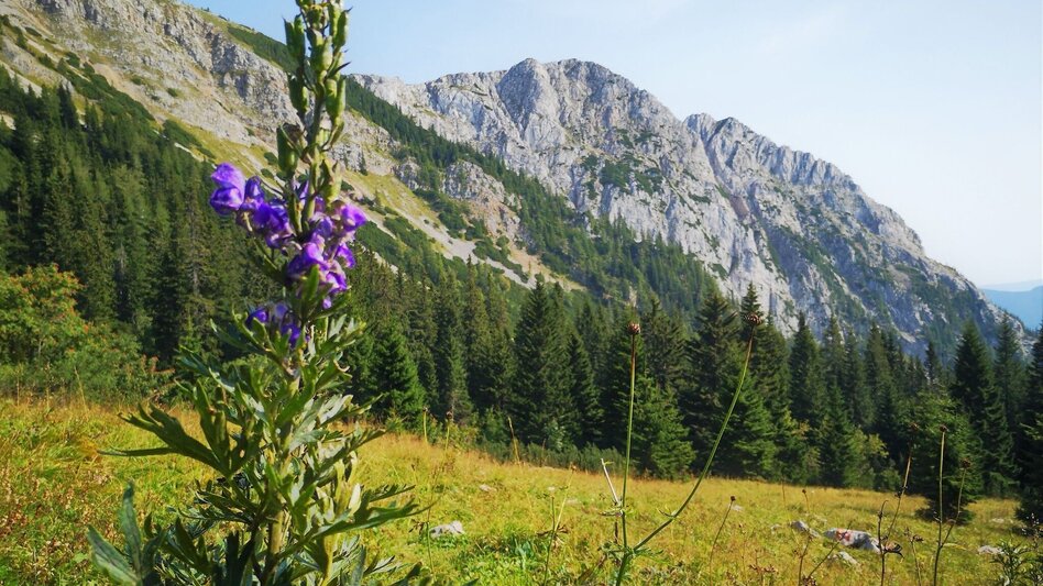 Wanderung Aus dem Karlgraben auf das Schönhaltereck im Naturpark Mürzer Oberland - Touren-Impression #2.8 | © TV Hochsteiermark