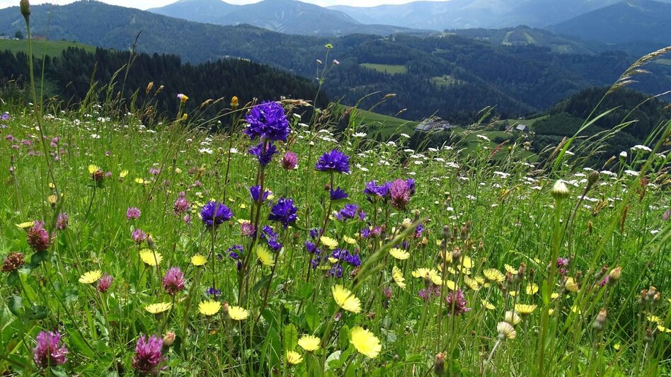 Wanderung Steinplan vom Oberkamper - Touren-Impression #2.1 | © Weges OG