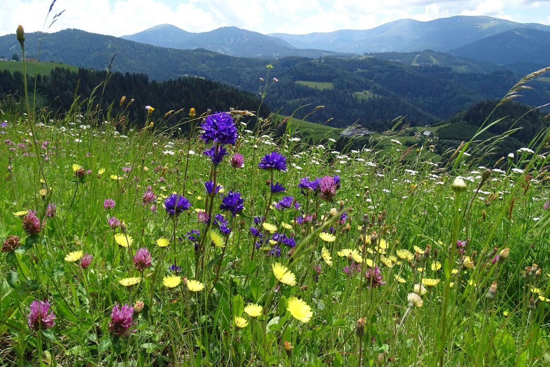 Wanderung Steinplan vom Oberkamper - Touren-Impression #1 | © Weges OG