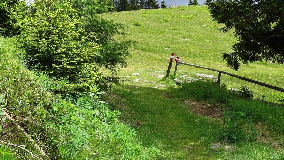 Wanderung Steinplan vom Oberkamper - Touren-Impression #2.4 | © Weges OG
