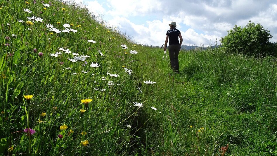 Wanderung Steinplan vom Oberkamper - Touren-Impression #2.5 | © Weges OG